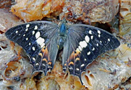 Polyura gamma